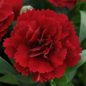 oscar dark red.22_300x300